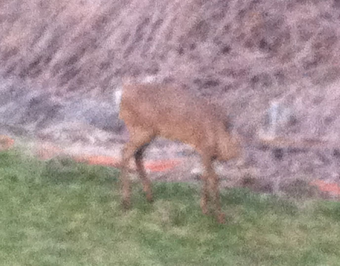 sika