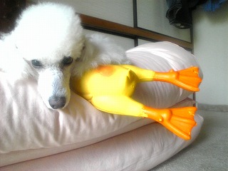 ���˥���Ԥ������ʡ�����