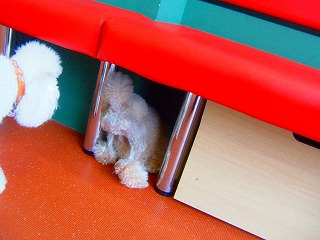 �����ˤʤˤ����뤾��