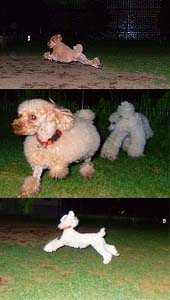 �ڤ������Ǥ���������