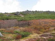 IMG_6191