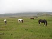 IMG_3425