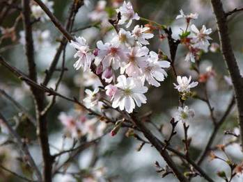 sakura