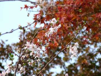 sakumomi