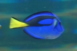 �ɥ꡼��