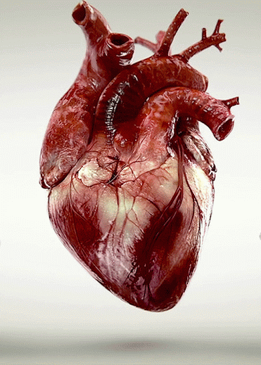 Heart
