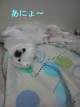 BlogPaint