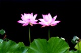 a175319f.jpg