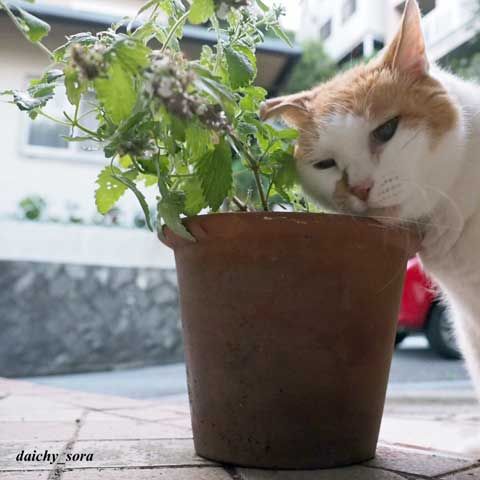 170830b-キャットニップ5