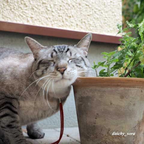 170830b-キャットニップ4