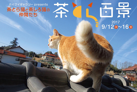 茶トラ同盟