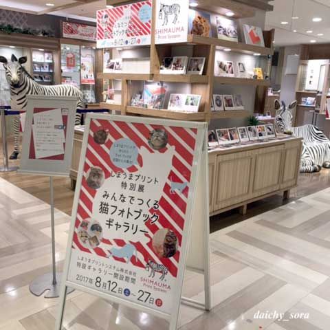 170817b-しまうま1