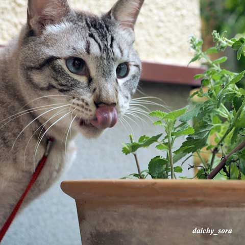 170830b-キャットニップ3
