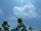 e8a41576.jpg