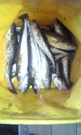 1a0889cb.jpg