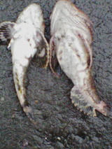 388f7d4c.jpg