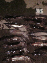 4568e042.jpg