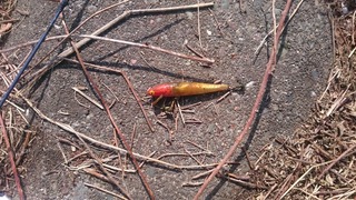 苫小牧川 4月5日 010