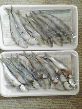 d8bd806a.jpg