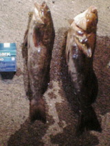 fd9858e6.jpg