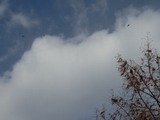 tu