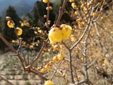 ume