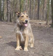 学校犬