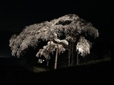 IMG_7517