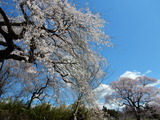 ¤·¤À¤ìºù¤È¥¨¥É¥Ò¥¬¥óºù