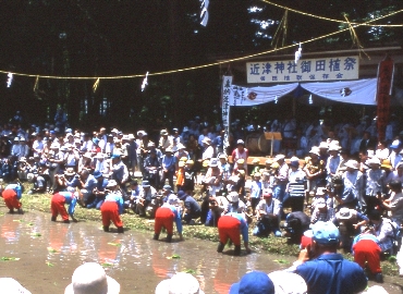 中田植え