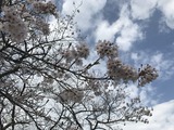 IMG_7638