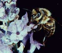 Bee by Nakashima Propolis 2