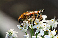蜂
