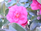 4597432b.jpg