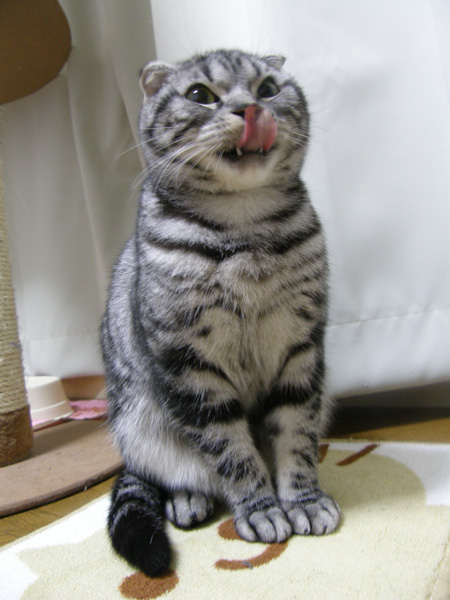 ペロン!