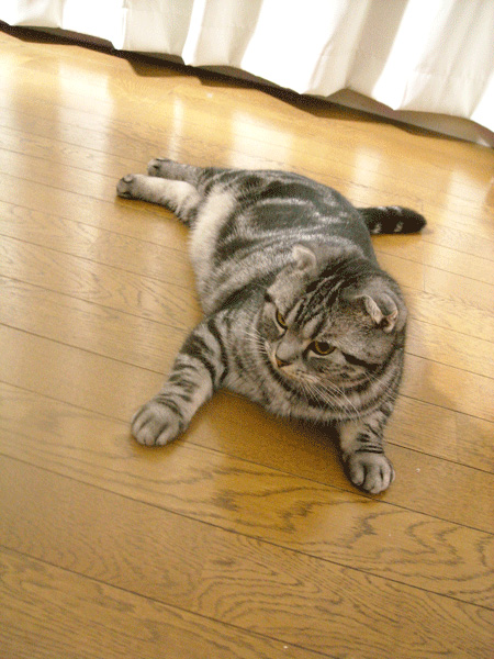 ゴロゴロ