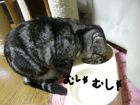 むしゃむしゃ