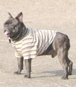4350545c.jpg