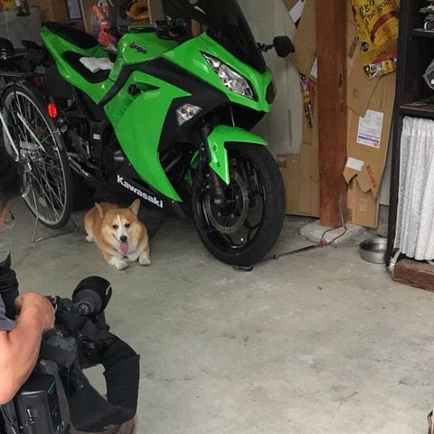 大黒屋クリーニングの看板犬がTVに!?