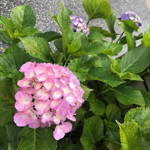 紫陽花に合うお天気は…