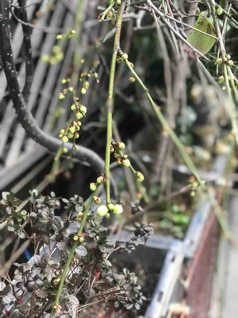 立春は過ぎてもまだまだ寒い日が…春の訪れは?