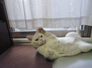 nekomudai001