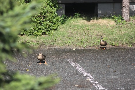 があちゃん?(1)