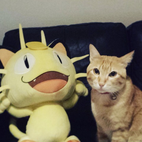meowth