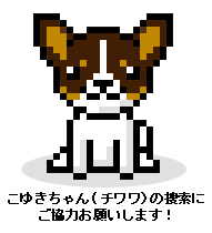 こゆきちゃん(チワワ)の捜索にご協力を!