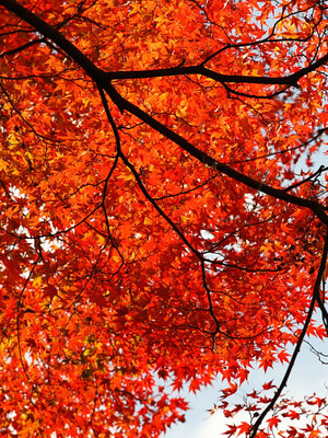Kyoto koyo05