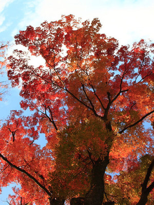 Kyoto koyo01