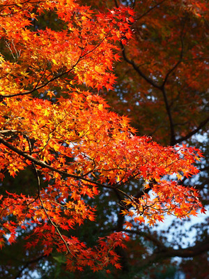 Kyoto koyo07