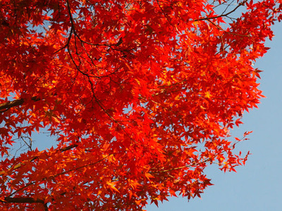 Kyoto koyo03