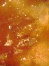 56116300.jpg